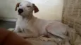 Menino