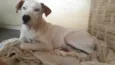 Menino