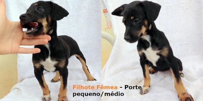 Cachorro ra a Dv idade  nome Vários Cãezinhos