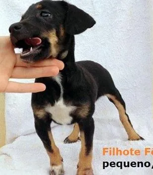 Cachorro ra a Dv idade  nome Vários Cãezinhos