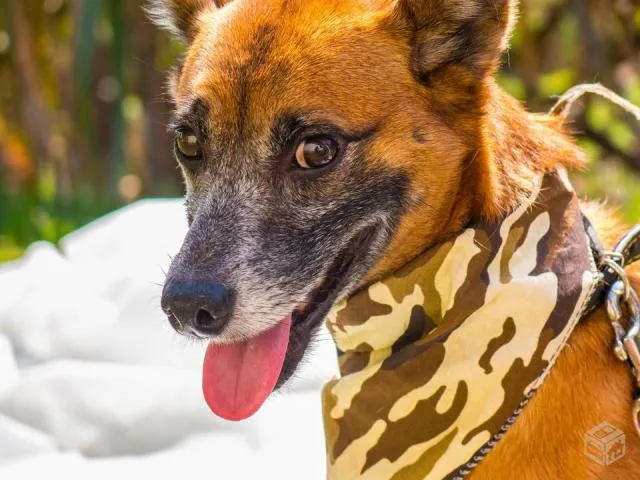 Cachorro raça SRD idade 3 anos nome Cido