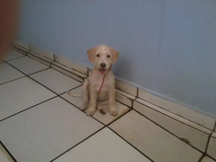 Cachorro ra a SRD idade 2 a 6 meses nome Tony