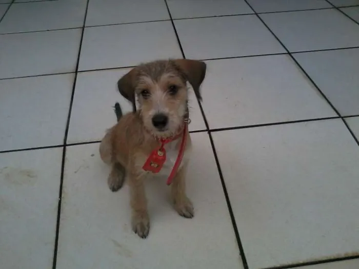 Cachorro ra a SRD idade 2 a 6 meses nome Tony