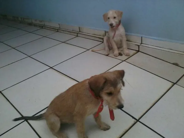 Cachorro ra a SRD idade 2 a 6 meses nome Tony