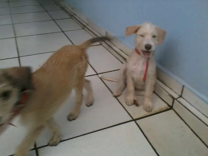 Cachorro ra a SRD idade 2 a 6 meses nome Tony