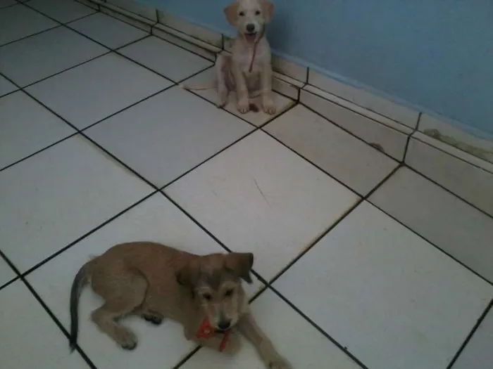 Cachorro ra a SRD idade 2 a 6 meses nome Tony