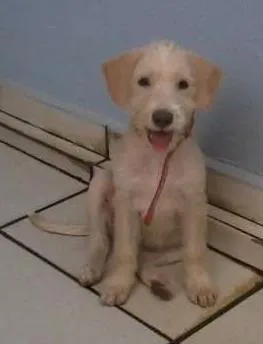 Cachorro ra a SRD idade 2 a 6 meses nome Tony