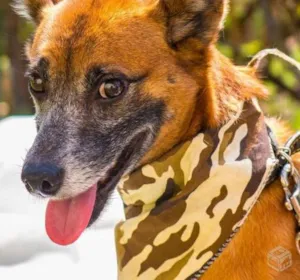 Cachorro raça SRD idade 3 anos nome Cido