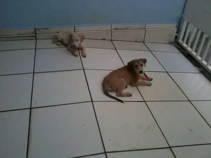 Cachorro ra a SRD idade 2 a 6 meses nome Tony
