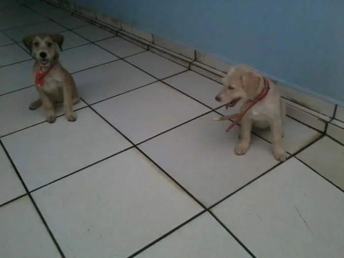 Cachorro ra a SRD idade 2 a 6 meses nome Tony