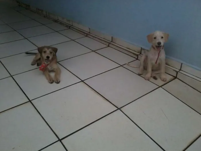 Cachorro ra a SRD idade 2 a 6 meses nome Peppa