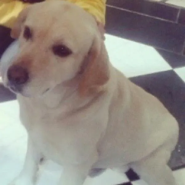 Cachorro ra a Labrador idade 6 ou mais anos nome Miltinho GRATIFICA