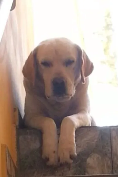 Cachorro ra a Labrador idade 6 ou mais anos nome Miltinho GRATIFICA