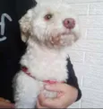 POODLE BRANCA