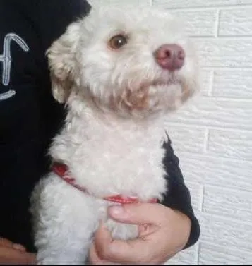 Cachorro ra a POODLE idade 2 anos nome POODLE BRANCA