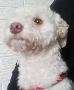Cachorro raça POODLE idade 2 anos nome POODLE BRANCA