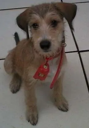 Cachorro ra a SRD idade 2 a 6 meses nome Tony