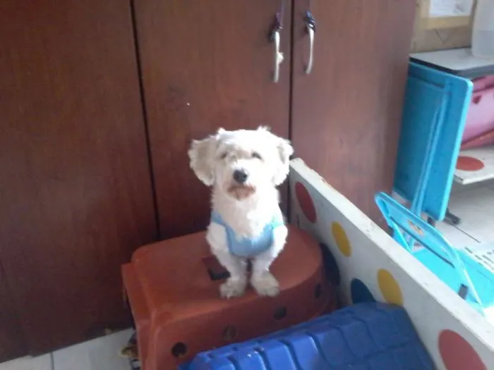 Cachorro ra a SRD idade 2 anos nome HUGO E LIZA