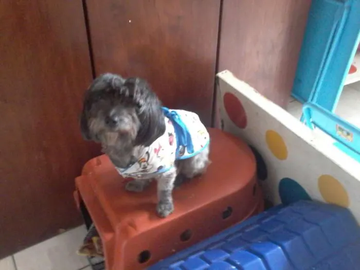 Cachorro ra a SRD idade 2 anos nome HUGO E LIZA