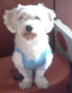 Cachorro ra a SRD idade 2 anos nome HUGO E LIZA