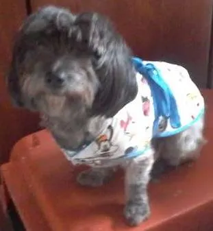 Cachorro ra a SRD idade 2 anos nome HUGO E LIZA