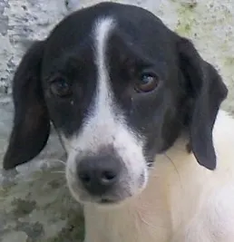 Cachorro ra a SRD idade 5 anos nome TUCA