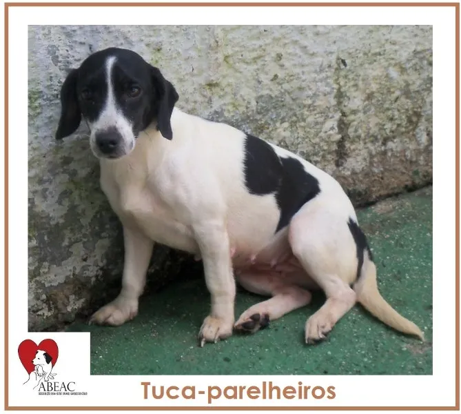 Cachorro ra a SRD idade 5 anos nome TUCA