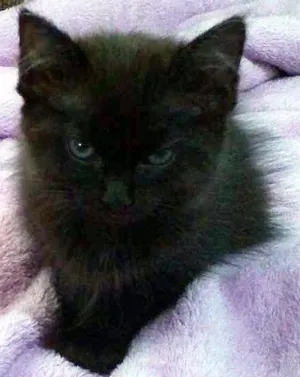 Gato raça SRD idade 2 a 6 meses nome Rubi