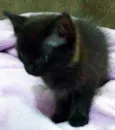 Rubi