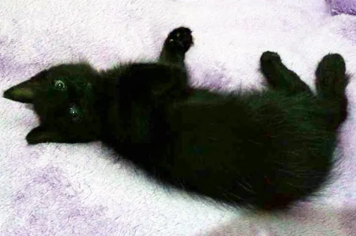 Gato ra a SRD idade 2 a 6 meses nome Rubi