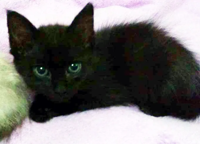 Gato ra a SRD idade 2 a 6 meses nome Rubi