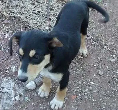 Cachorro ra a  idade 2 a 6 meses nome Sem nome