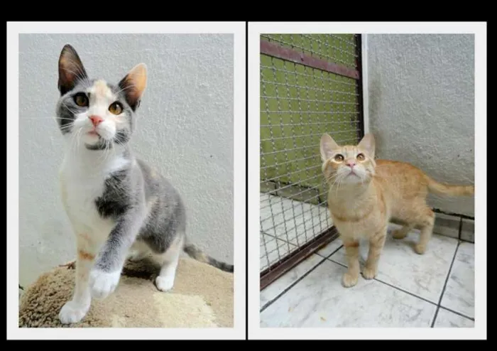 Gato ra a SRD idade 7 a 11 meses nome Coralina e Kaka