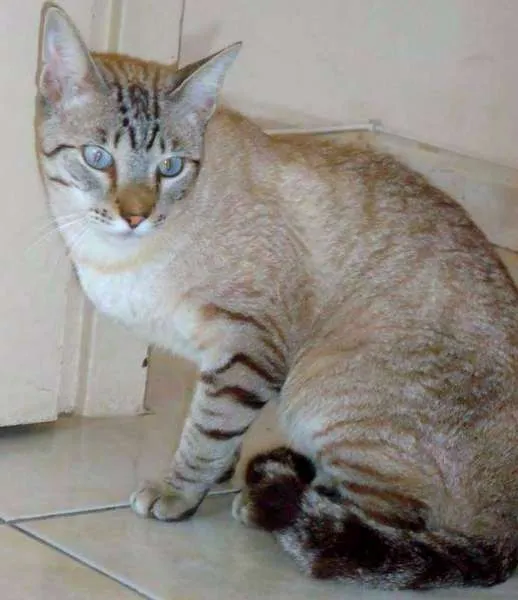Gato ra a SRD idade 1 ano nome Prince