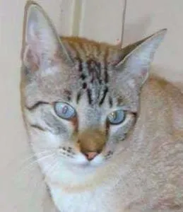 Gato raça SRD idade 1 ano nome Prince