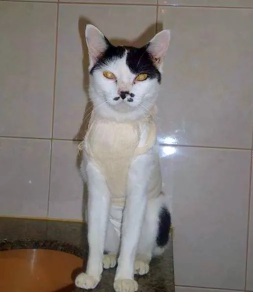 Gato ra a SRD idade 1 ano nome Yasmin