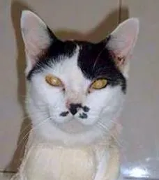 Gato raça SRD idade 1 ano nome Yasmin