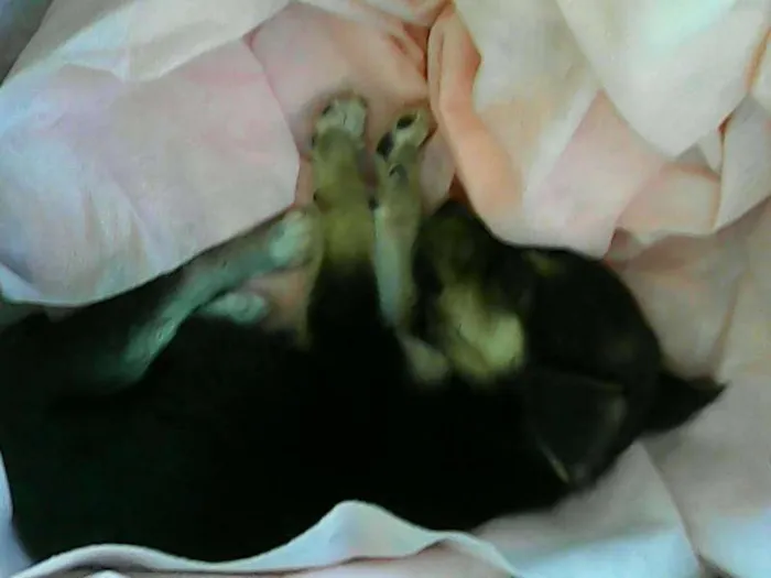 Cachorro raça Vira-latas idade Abaixo de 2 meses nome sem nome