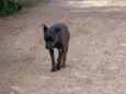 Bolota