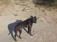 Bolota