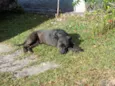 Bolota