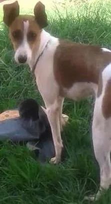 Cachorro ra a VIRA LATA idade 1 ano nome SUZI