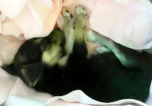 Cachorro raça Vira-latas idade Abaixo de 2 meses nome sem nome