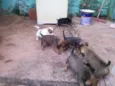 cachorrinhos