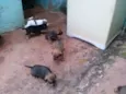 cachorrinhos