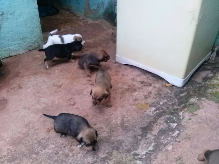 Cachorro ra a  idade Abaixo de 2 meses nome cachorrinhos