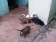 cachorrinhos