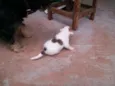cachorrinhos