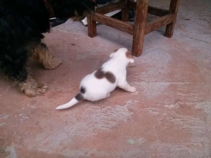 Cachorro ra a  idade Abaixo de 2 meses nome cachorrinhos