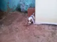 cachorrinhos